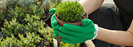 植木販売